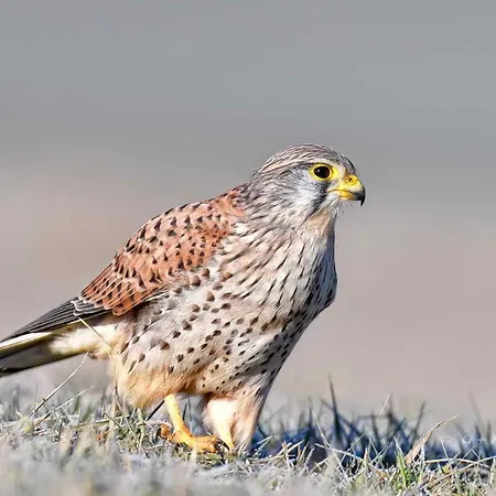 Turmfalke Lejlighed *