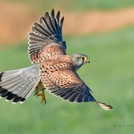 Lejlighed Turmfalke
